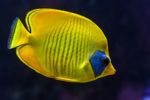 fish aquarium tropical