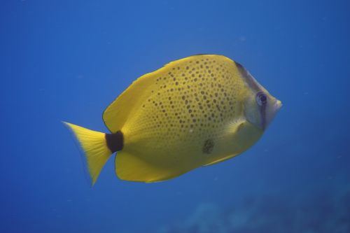 fish underwater ocean
