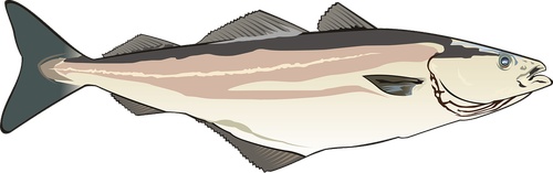 fish  coalfish  fishing