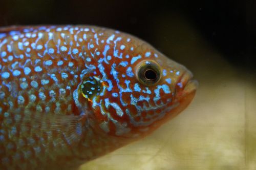 fish orange fluorescent