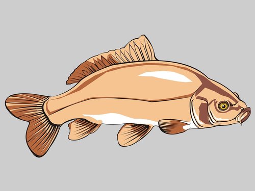 fish  carp  common carp