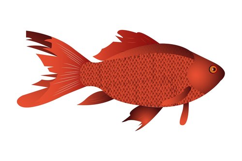 fish  desktop  animal