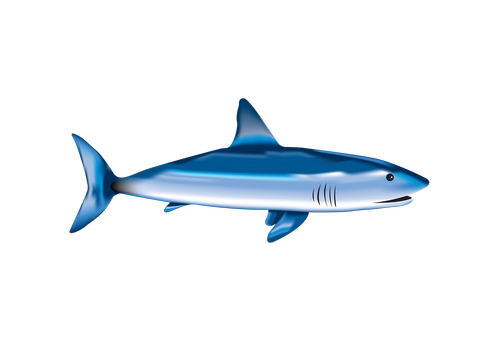 fish  shark  sea