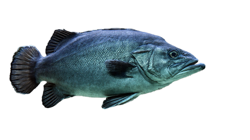 fish  transparent  isolated
