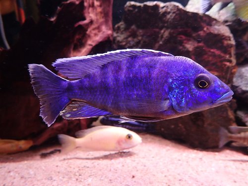 fish  aquarium  freshwater