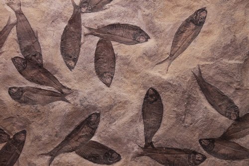 fish  fossil  fossilized