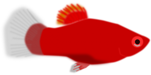 fish red small