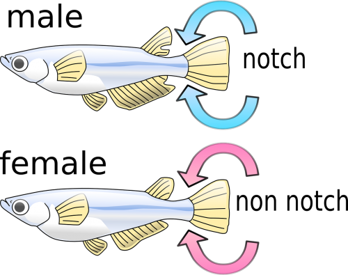 fish male female
