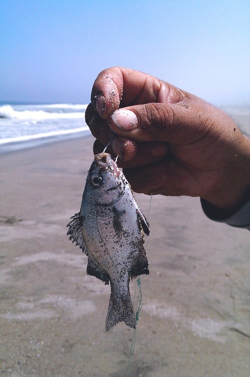 fish  sea  beach