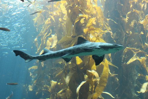 fish  aquarium  underwater