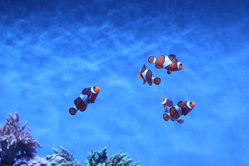 fish  aquarium  underwater
