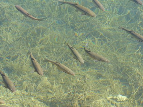 fish fish swarm animals
