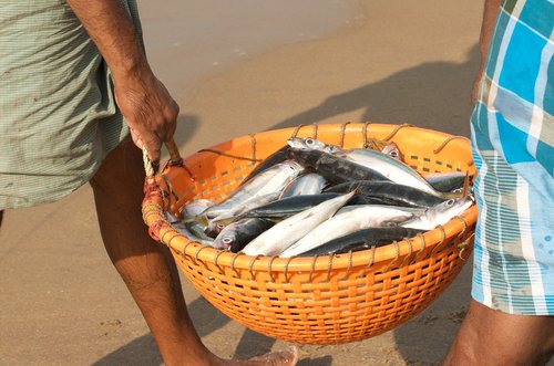 fish  fishermen  india