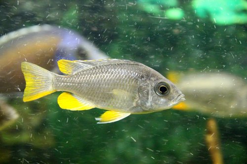 fish  cichlid  grey fish