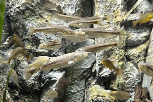 fish  cod  river fish