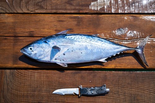 fish  knife  hack