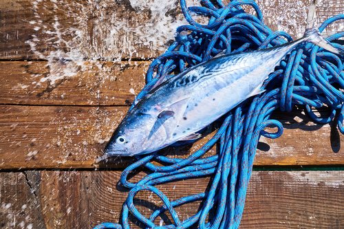 fish  food  rope