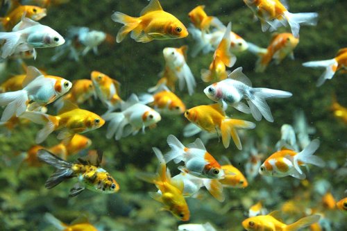 fish  goldfish  aquarium