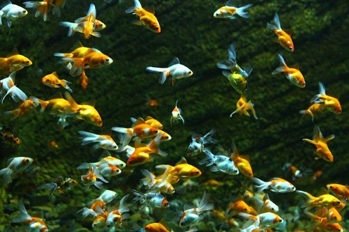 fish  goldfish  aquarium