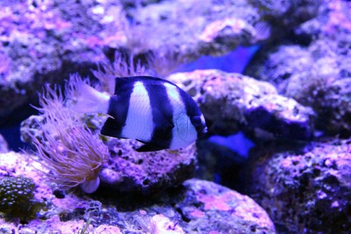 fish  animal  underwater