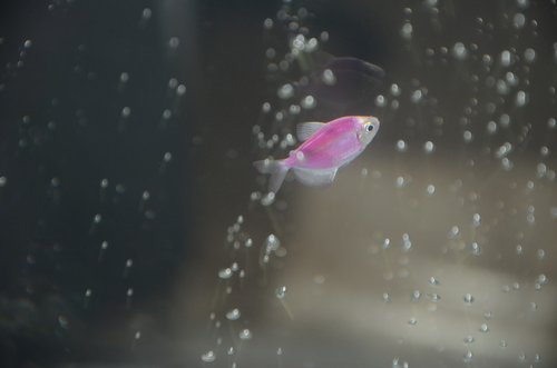 fish  aquarium  pink fish