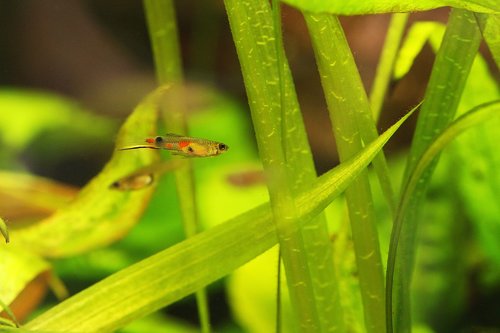 fish  aquarium  underwater