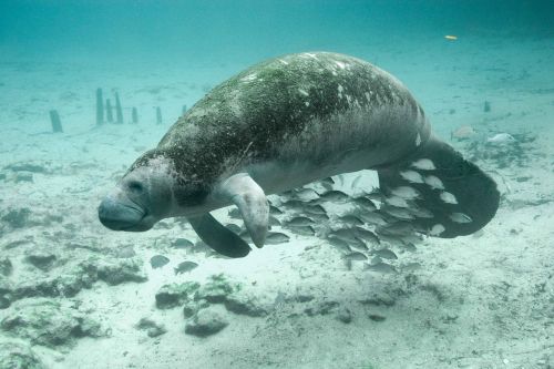 fish underwater manatee