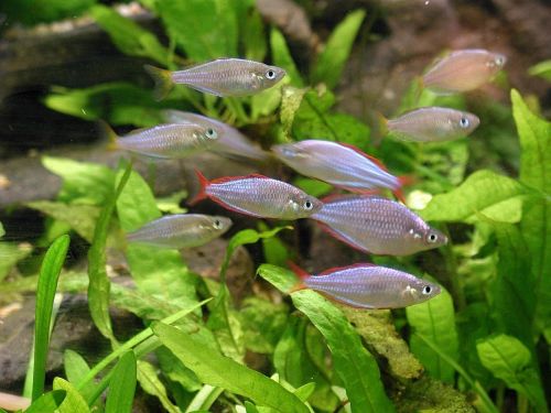 fish plants aquarium