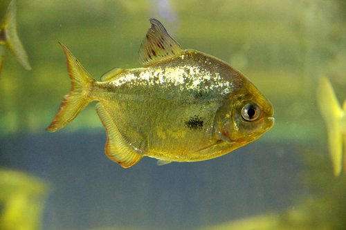 fish  metynnis  piranha