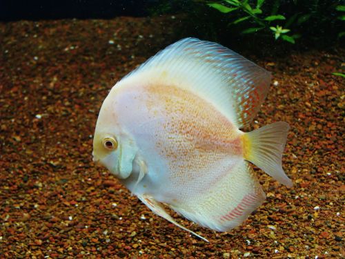 fish white fish tank