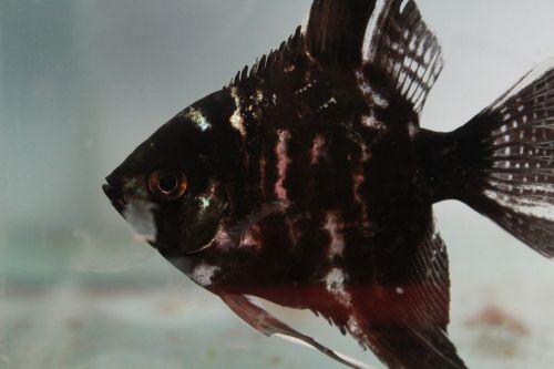 fish black fish tank