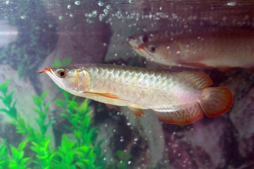fish silver fish tank