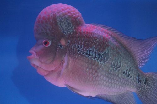 fish head purple