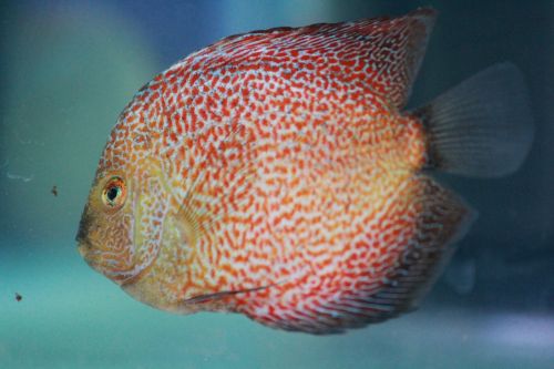 fish red dots fish tank