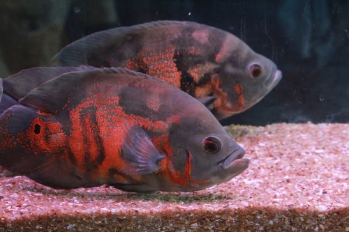 fish gray fish tank