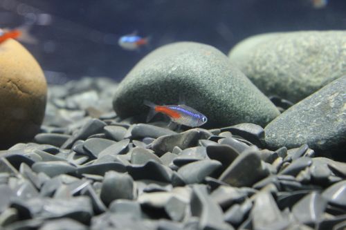 fish stones small