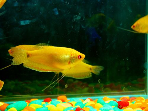 fish yellow aquarium