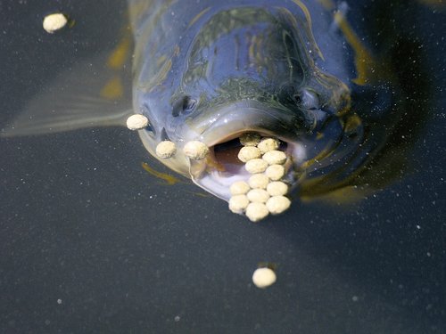 fish  feeding  water