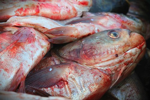 fish  carp  asian