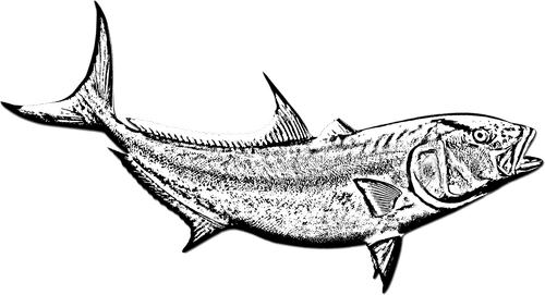 fish  amberjack  black and white fish
