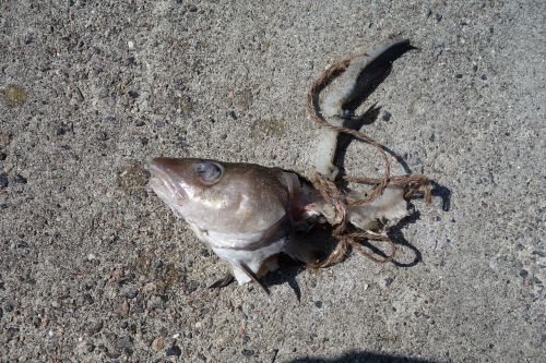 fish carcass dead