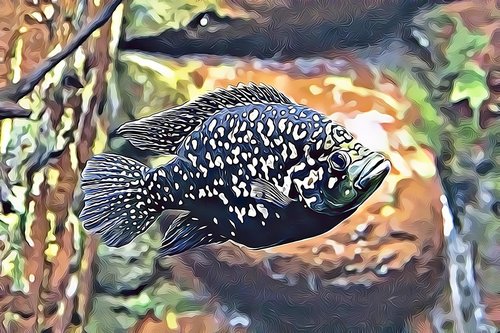 fish  texture  pixels