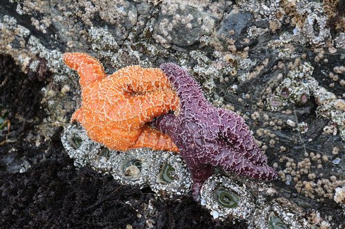 fish  starfish  sea star