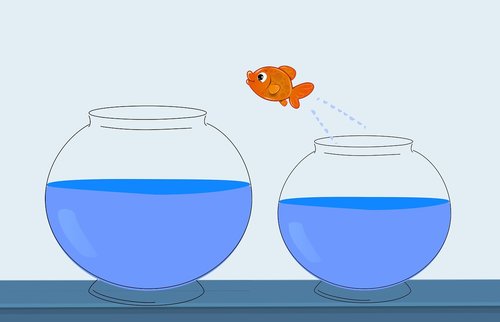 fish  jump  change