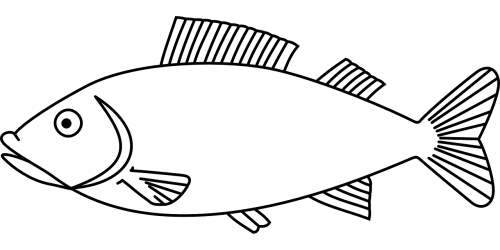 fish sea animal