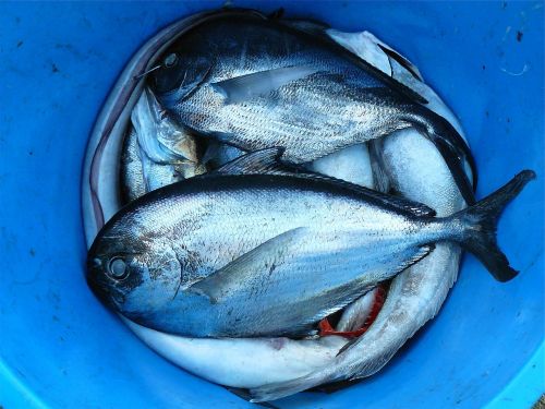 fish seafood silver