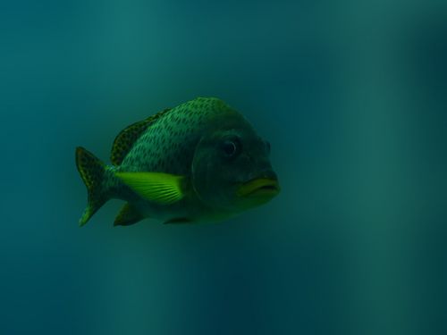 fish underwater blue