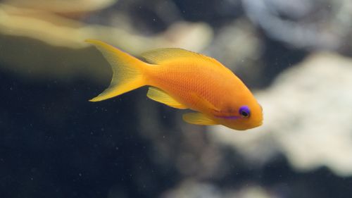 fish orange purple