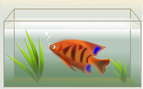 fish tank swimming