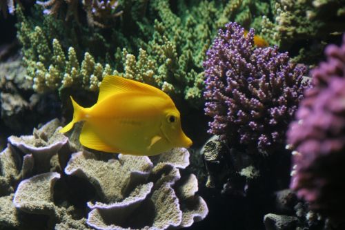 fish tropical yellow